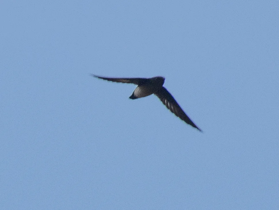 新几内亚针尾雨燕(Mearnsia novaeguineae)