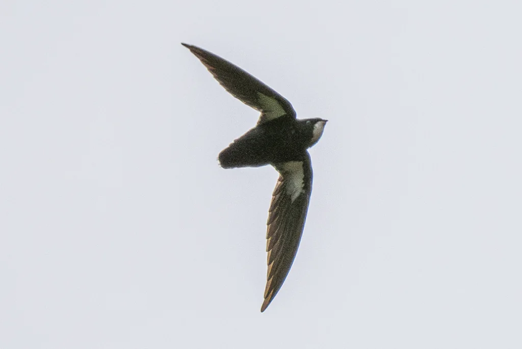 菲律宾针尾雨燕(Mearnsia picina)