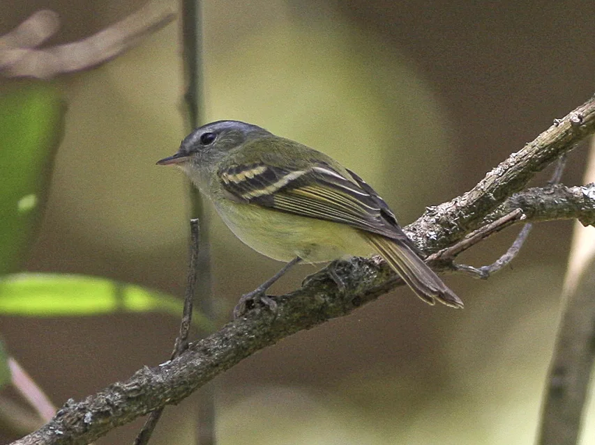 黄斑姬霸鹟(Mecocerculus hellmayri)