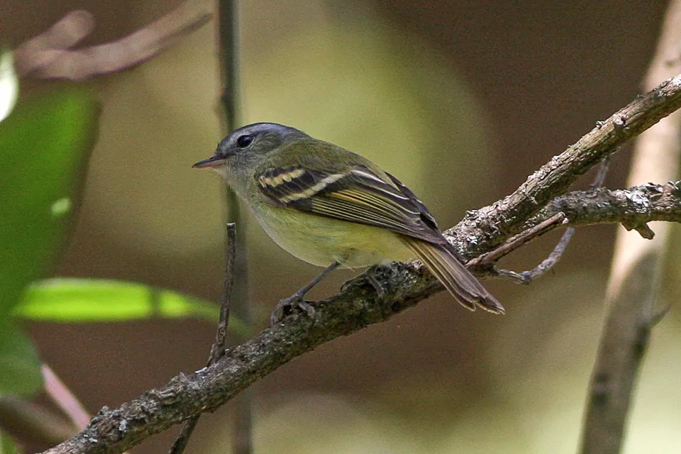 黄斑姬霸鹟(Mecocerculus hellmayri)