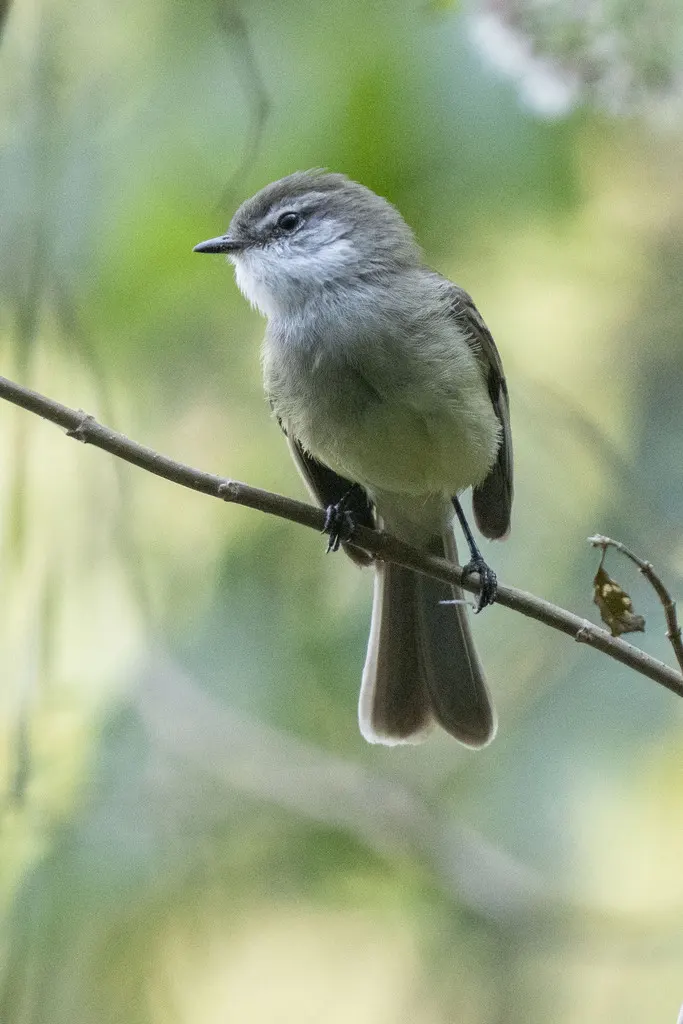 白喉姬霸鹟(Mecocerculus leucophrys)