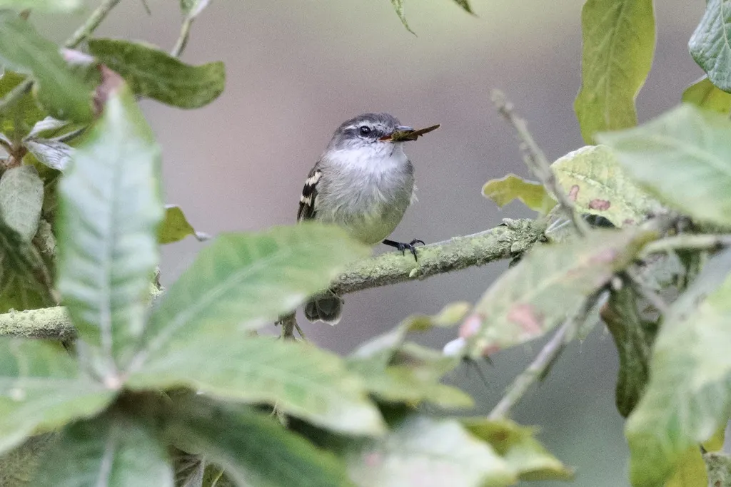 白喉姬霸鹟(Mecocerculus leucophrys)