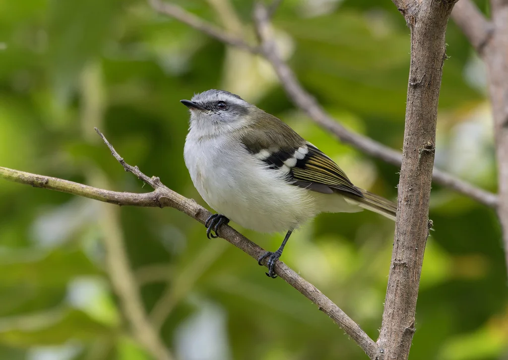 白斑姬霸鹟(Mecocerculus stictopterus)