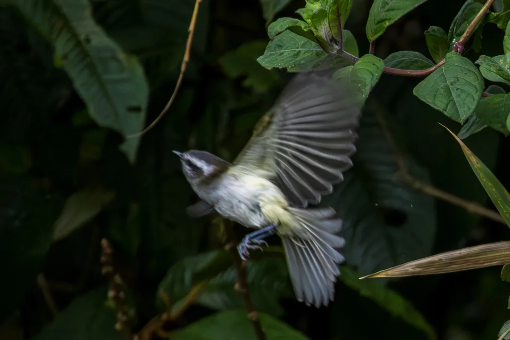 白斑姬霸鹟(Mecocerculus stictopterus)