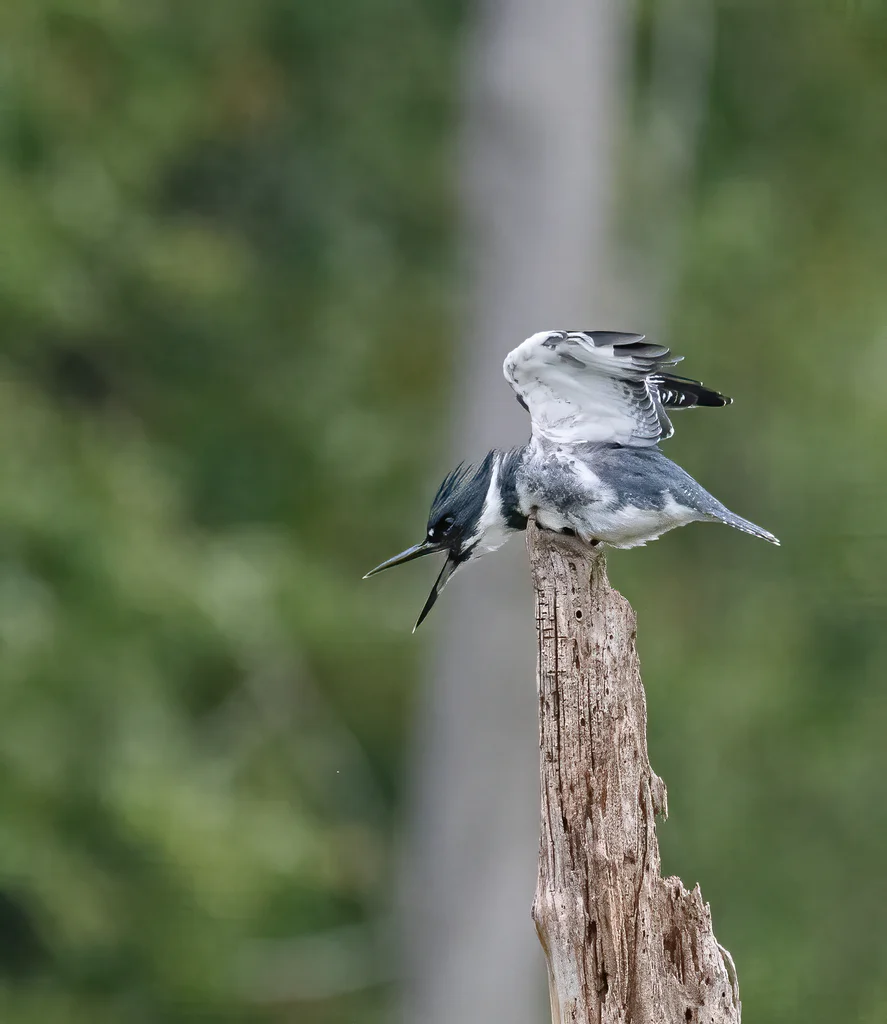 白腹鱼狗(Megaceryle alcyon)