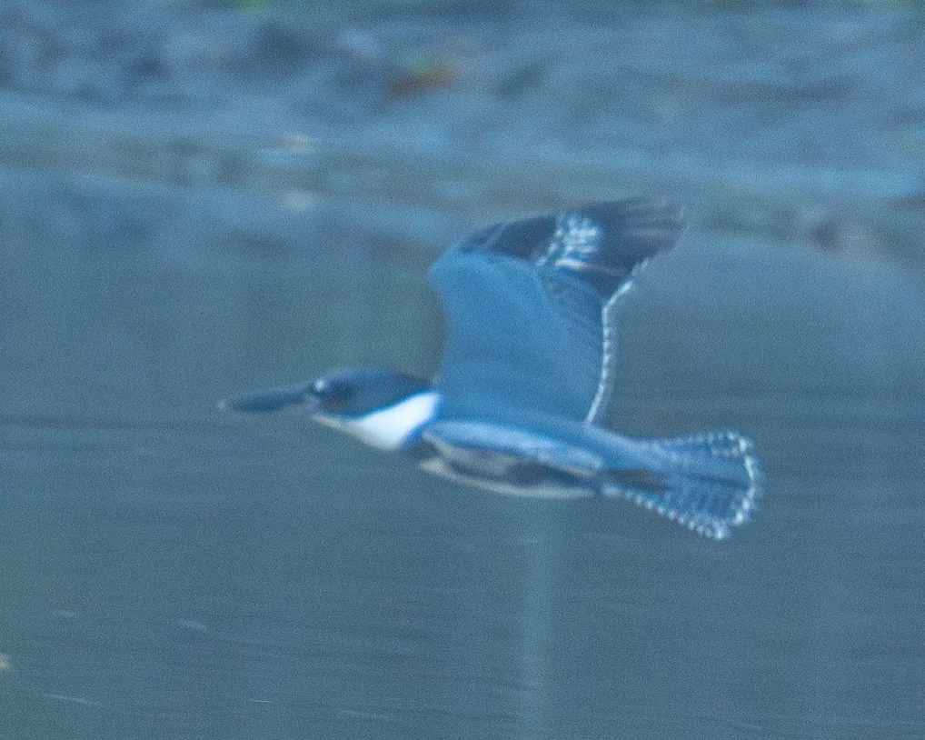 白腹鱼狗(Megaceryle alcyon)