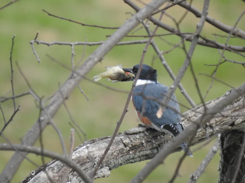 白腹鱼狗(Megaceryle alcyon)
