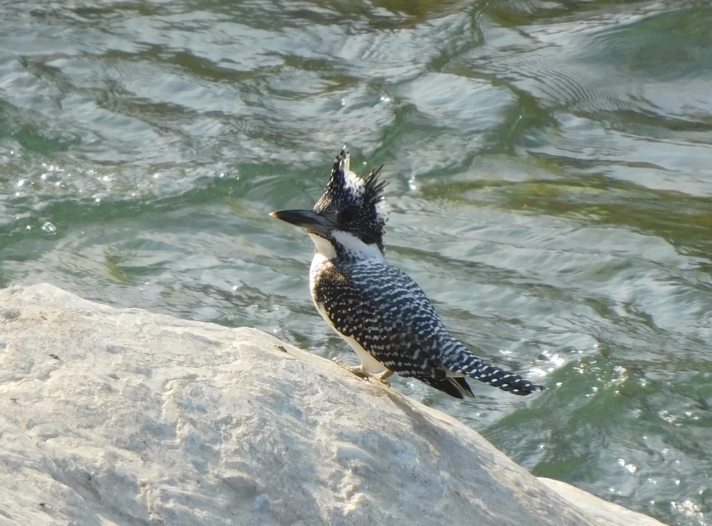 冠鱼狗(Megaceryle lugubris)