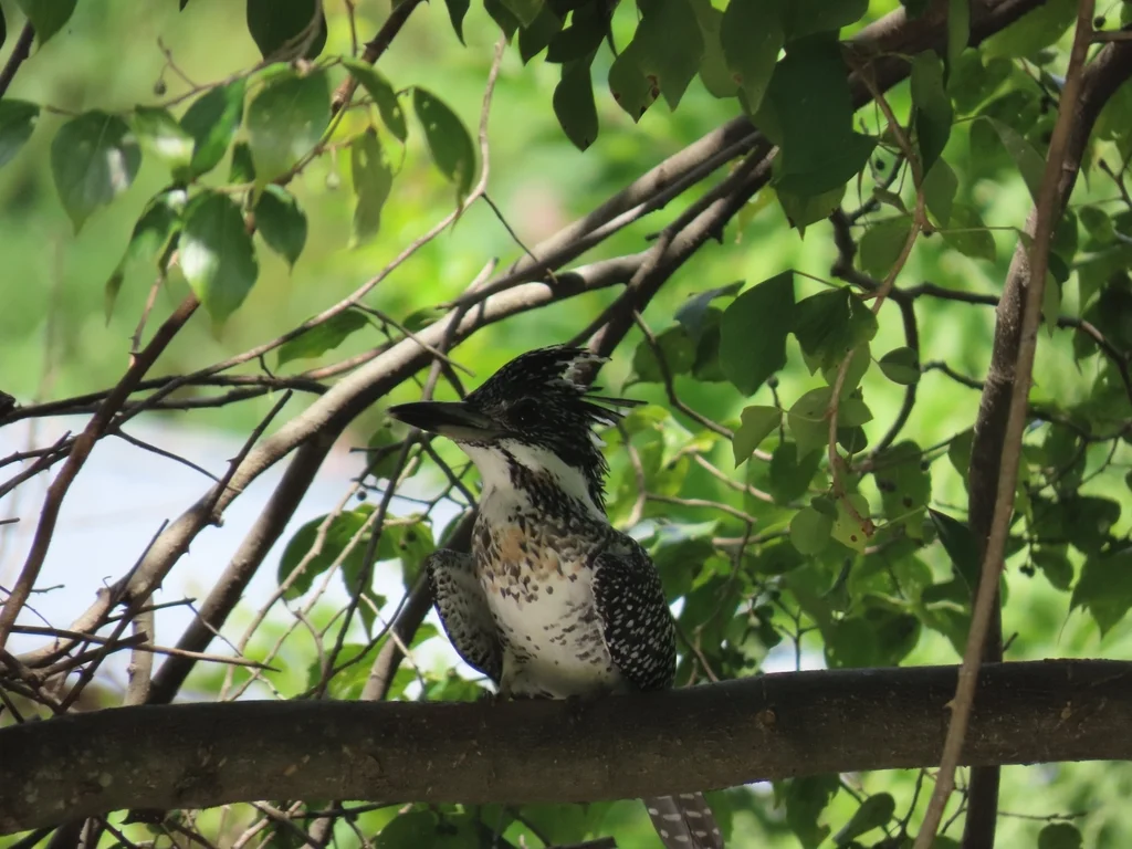 冠鱼狗(Megaceryle lugubris)