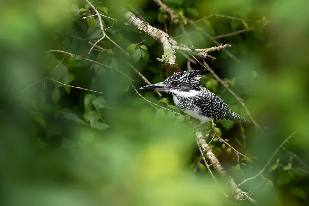 冠鱼狗(Megaceryle lugubris)