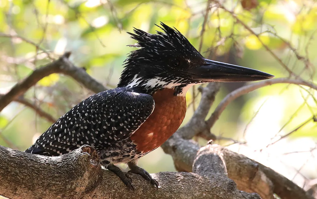 大鱼狗(Megaceryle maxima)