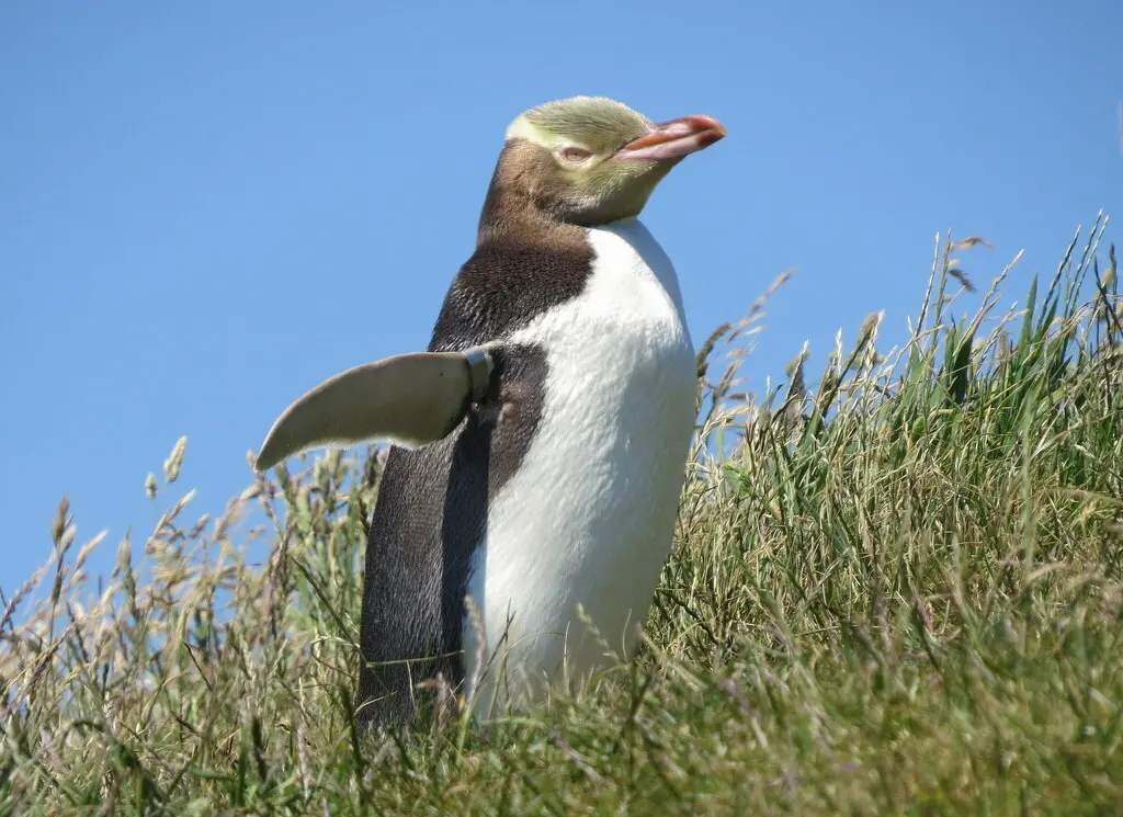 黄眼企鹅(Megadyptes antipodes)