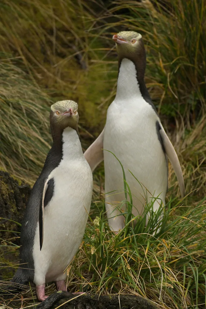黄眼企鹅(Megadyptes antipodes)