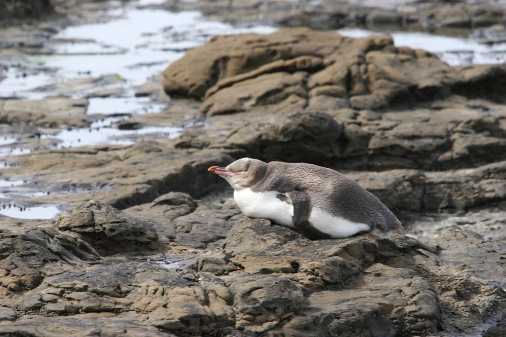 黄眼企鹅(Megadyptes antipodes)