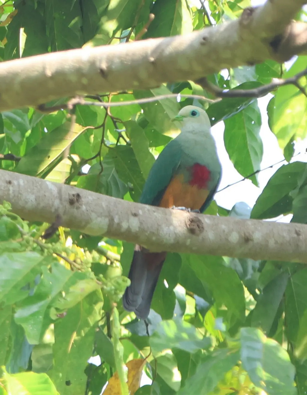 红胸果鸠(Megaloprepia formosa)