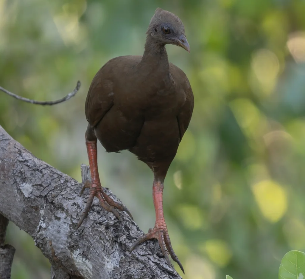 苏拉塚雉(Megapodius bernsteinii)