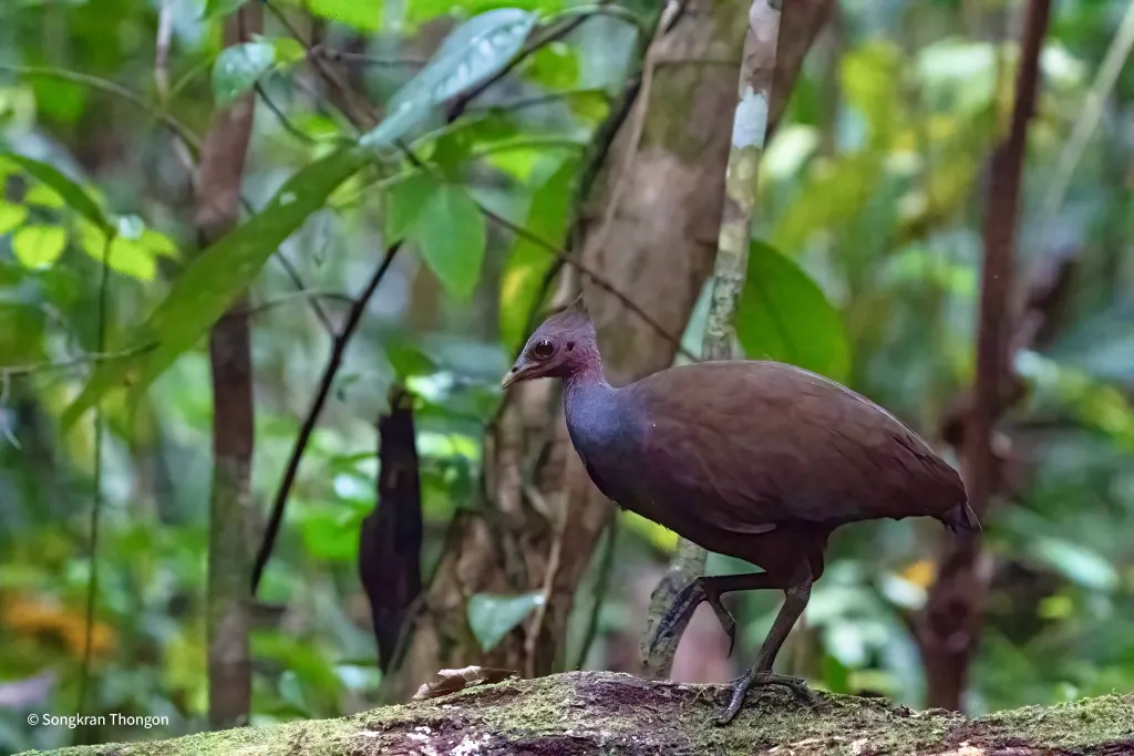 斑喉塚雉(Megapodius decollatus)