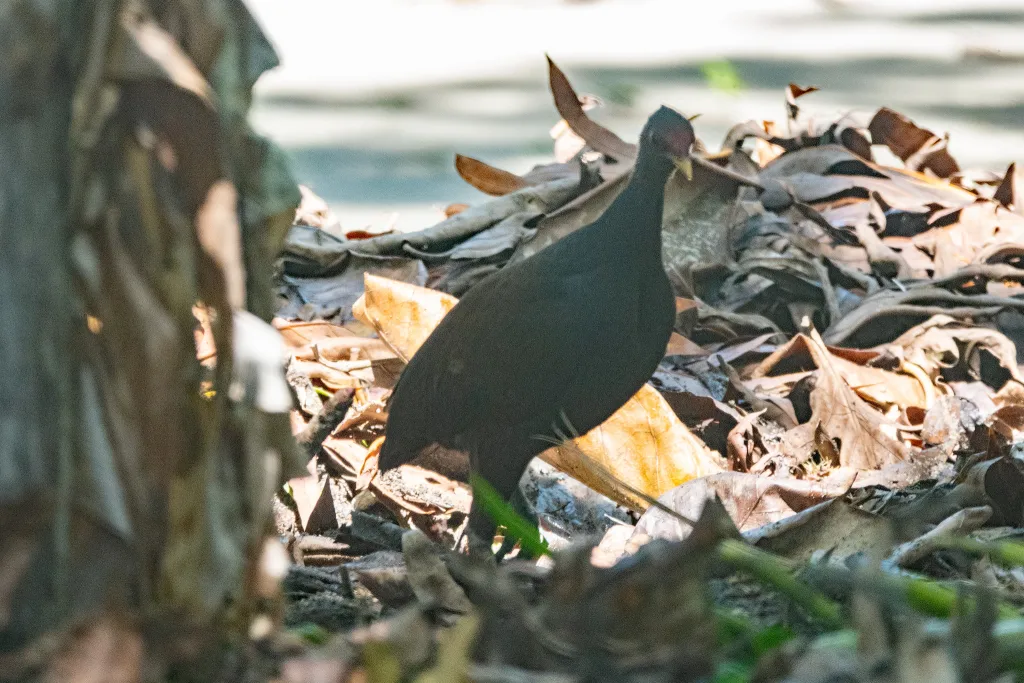红斑塚雉（Megapodius eremita）