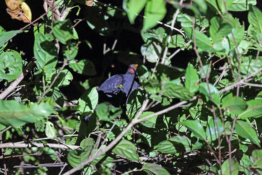 比岛塚雉(Megapodius geelvinkianus)