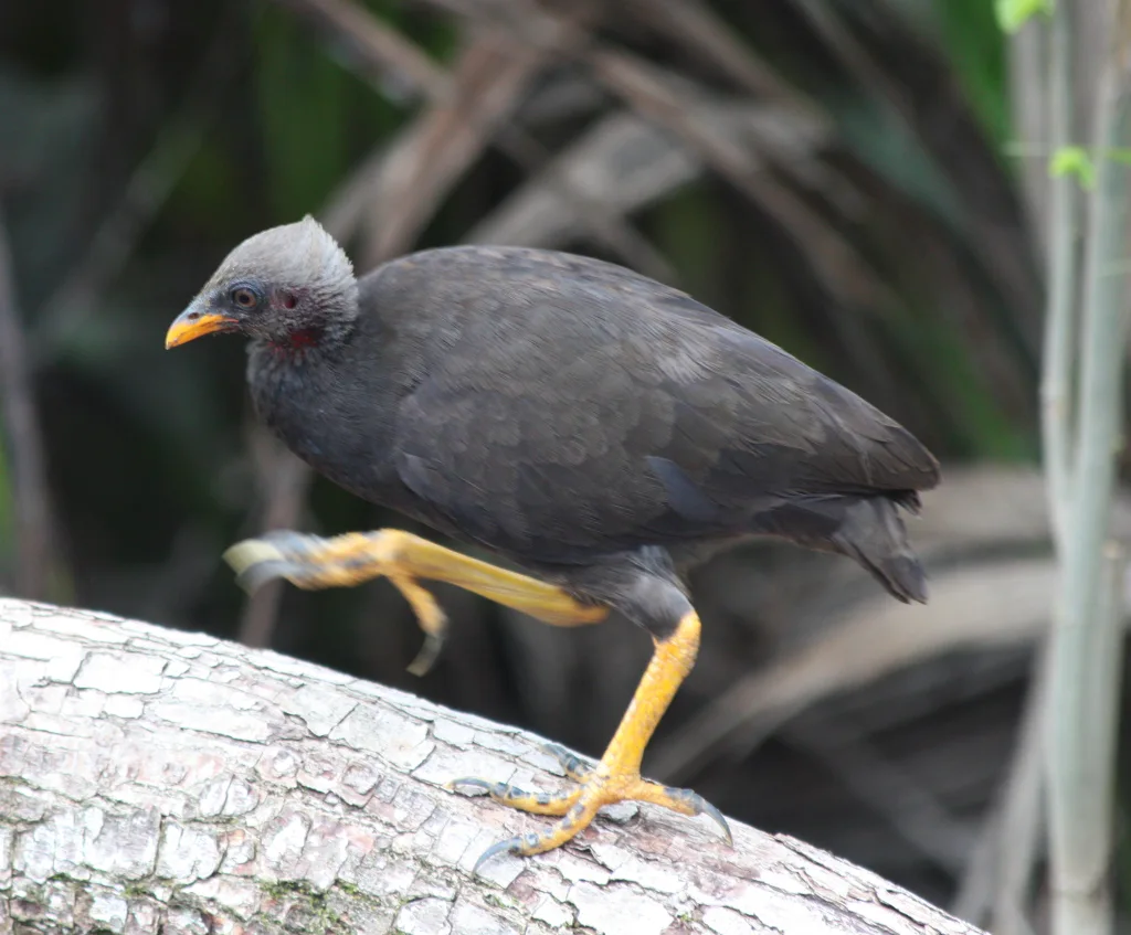 马岛塚雉(Megapodius laperouse)