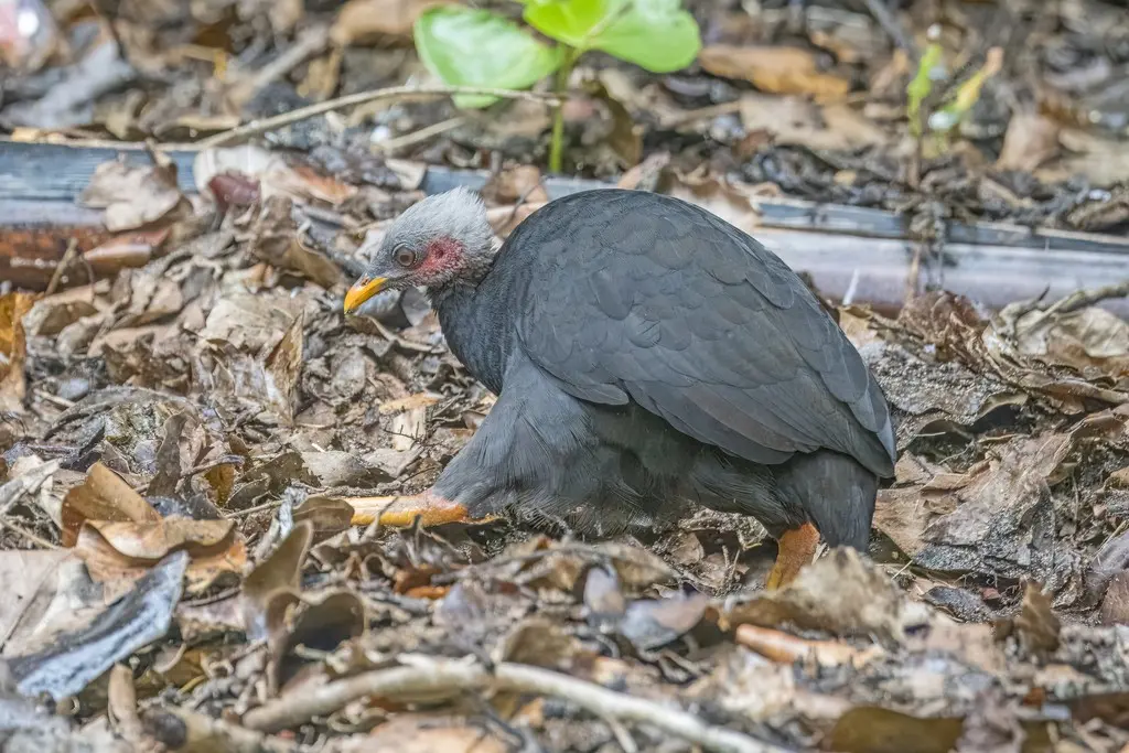 马岛塚雉(Megapodius laperouse)