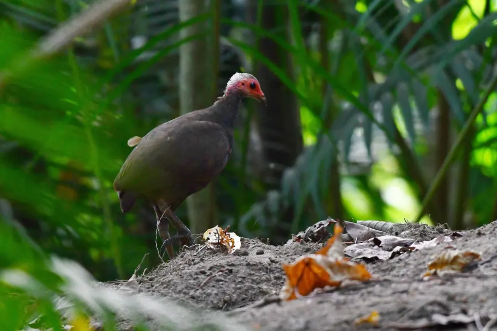 尼柯巴塚雉(Megapodius nicobariensis)