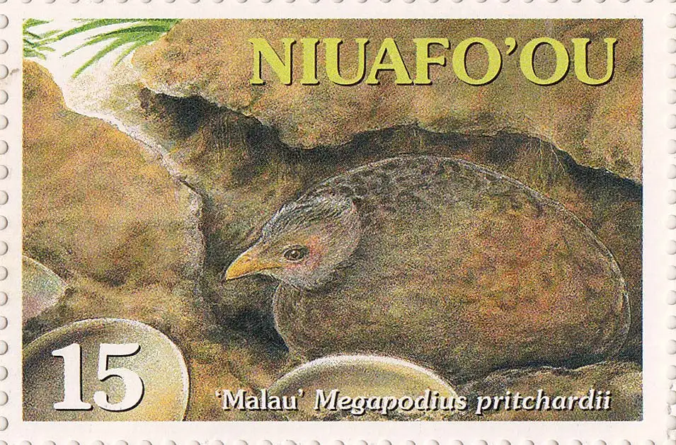 汤加冢雉（Megapodius pritchardii）