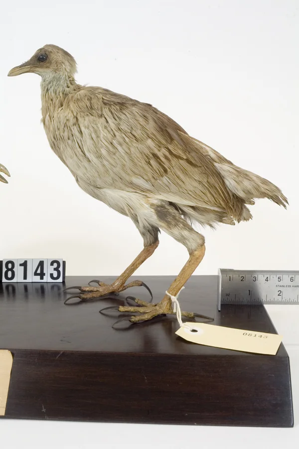 汤加冢雉（Megapodius pritchardii）