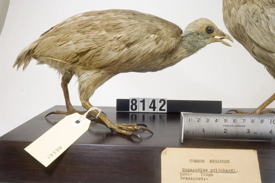 汤加冢雉（Megapodius pritchardii）