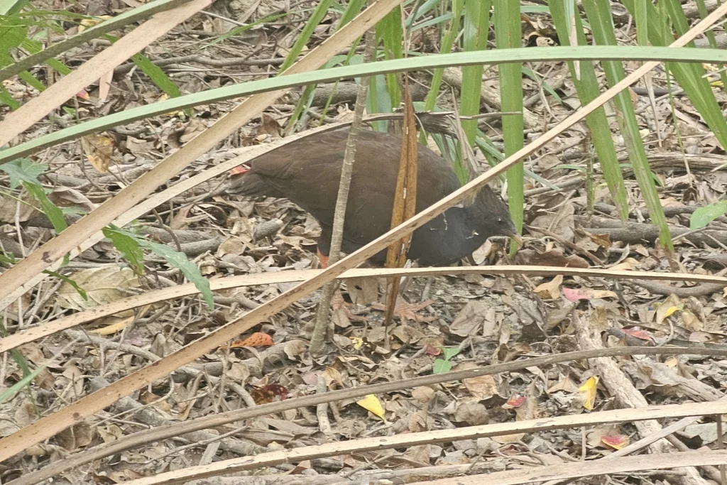 橙脚塚雉(Megapodius reinwardt)