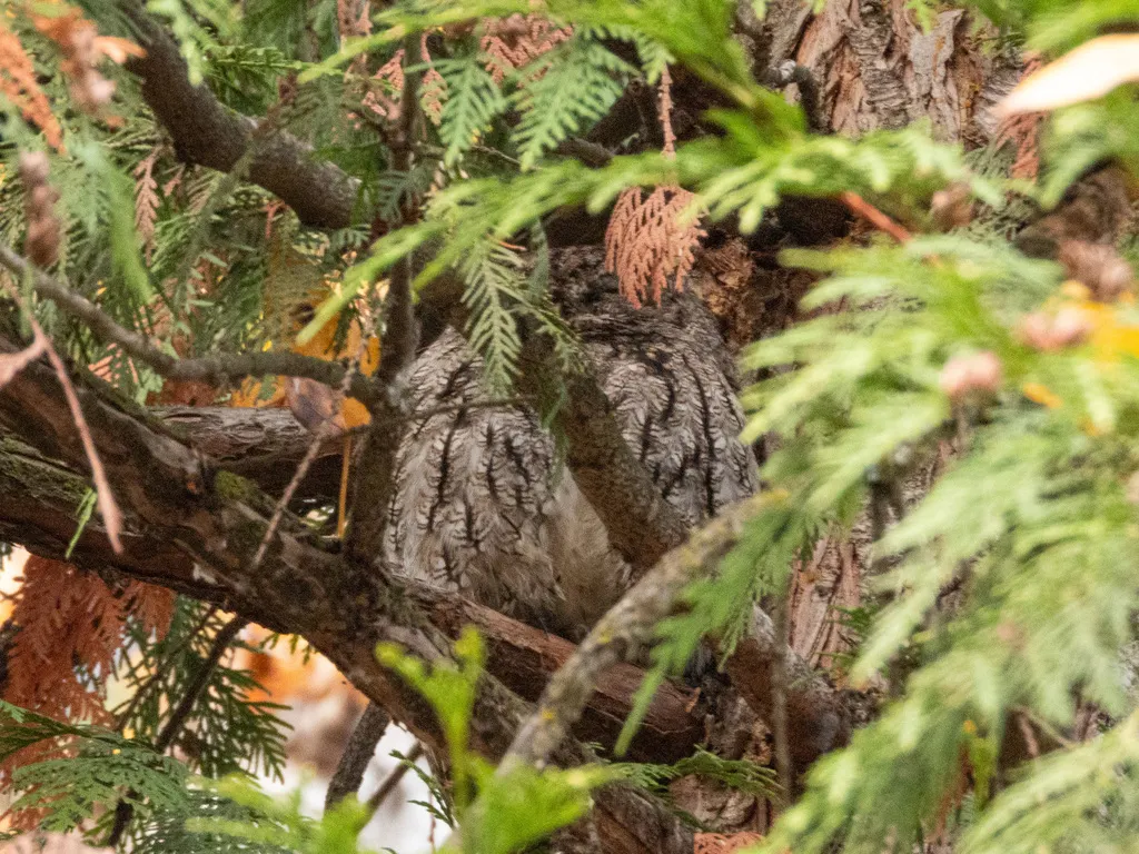 西美角鸮(Megascops kennicottii)