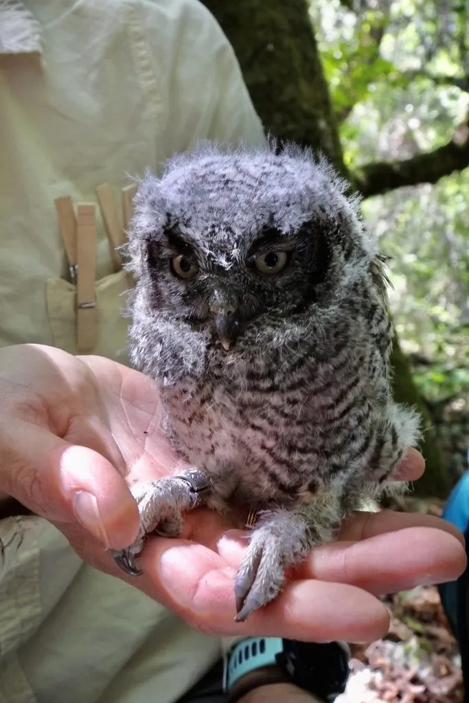 西美角鸮(Megascops kennicottii)