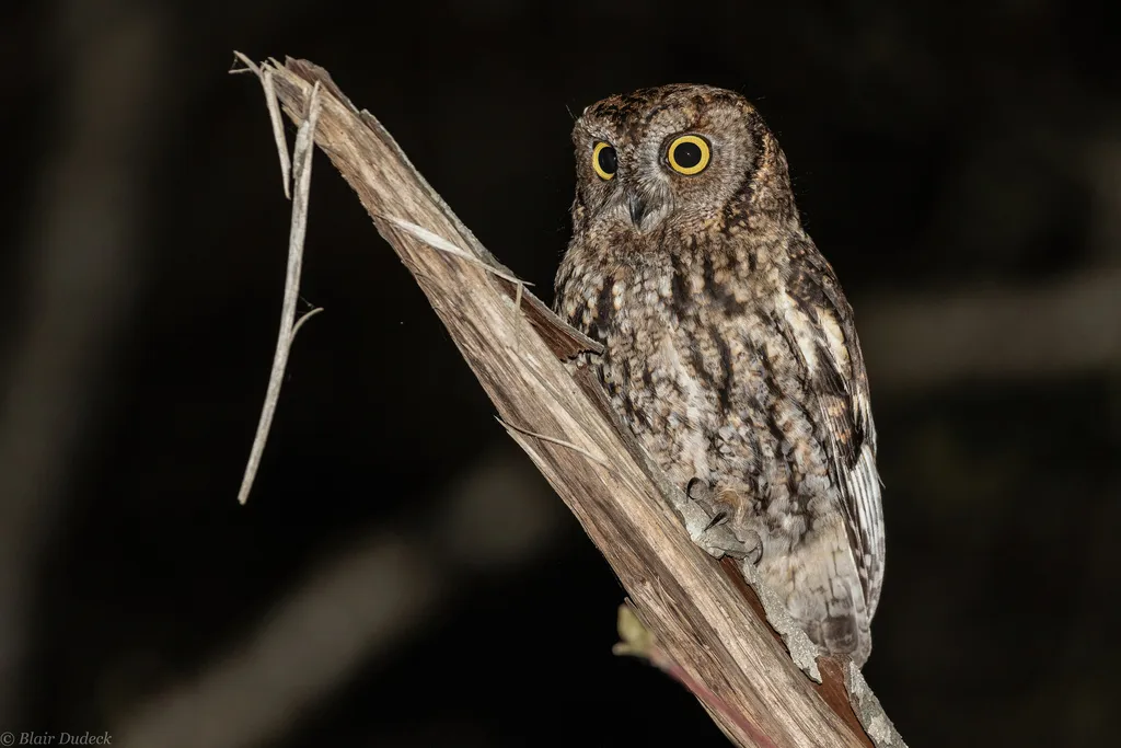 西美角鸮(Megascops kennicottii)