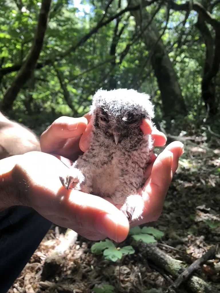 西美角鸮(Megascops kennicottii)