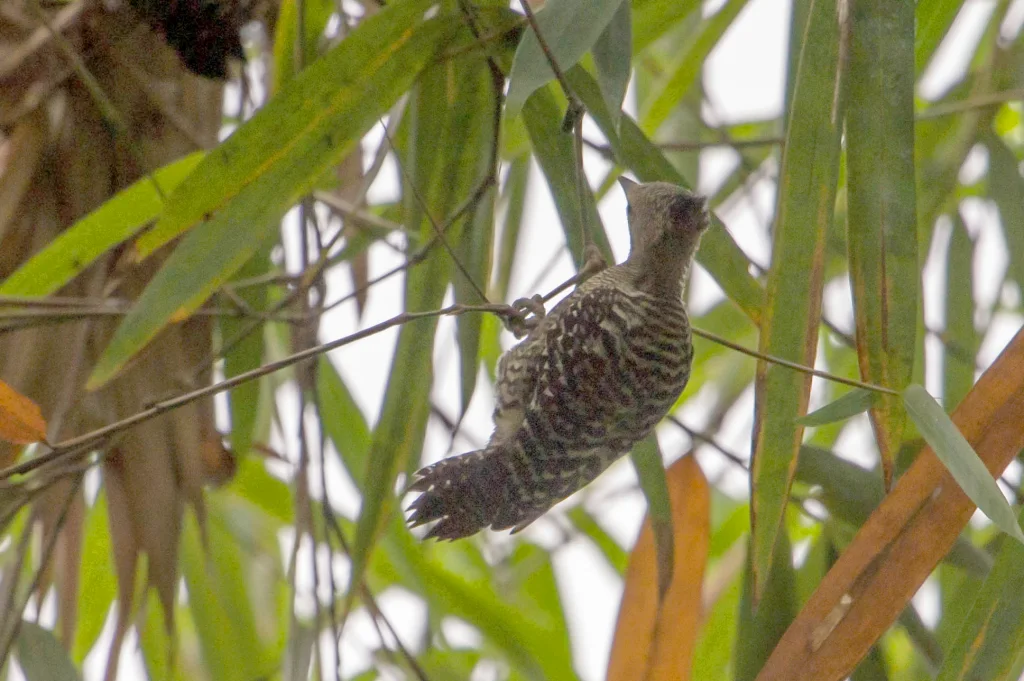 黄腰斑啄木鸟(Meiglyptes tristis)