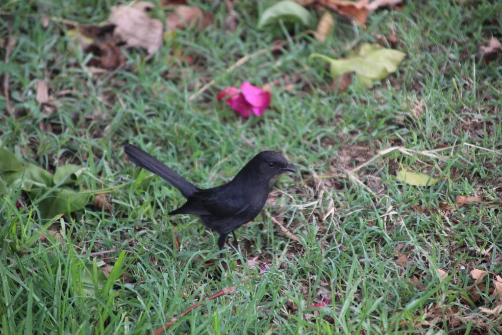 黑鹟(Melaenornis edolioides)