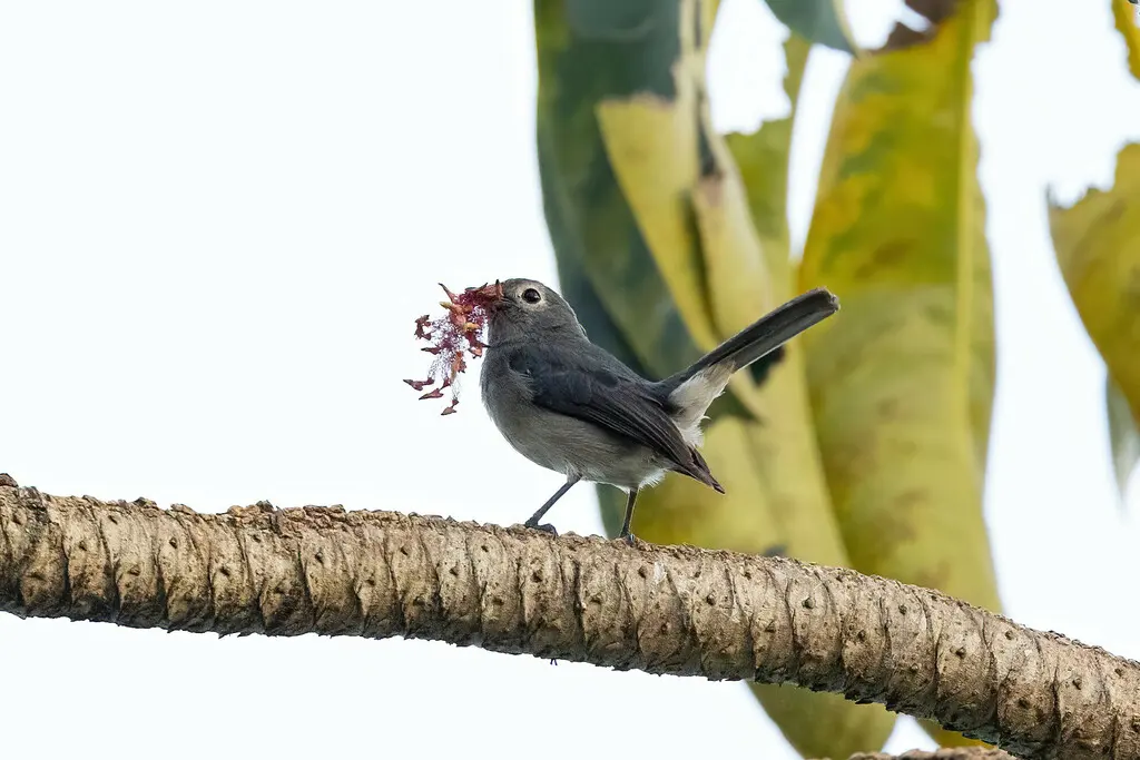 白眼黑鹟（Melaenornis fischeri）