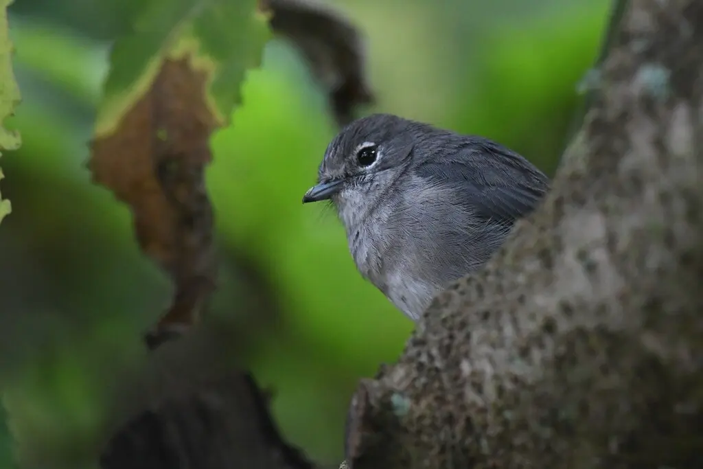 白眼黑鹟（Melaenornis fischeri）