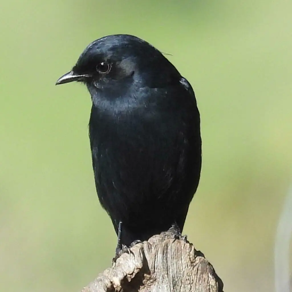 南非黑鹟（Melaenornis pammelaina）
