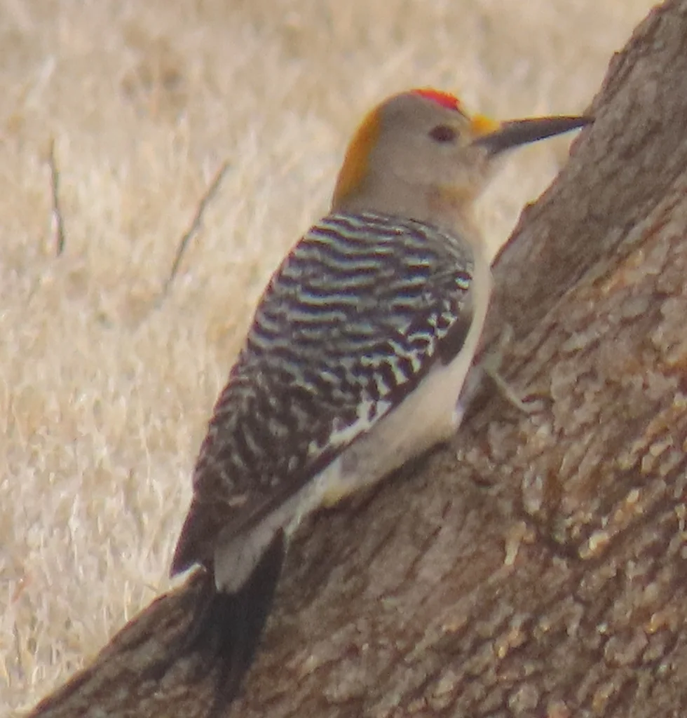 金额啄木鸟(Melanerpes aurifrons)