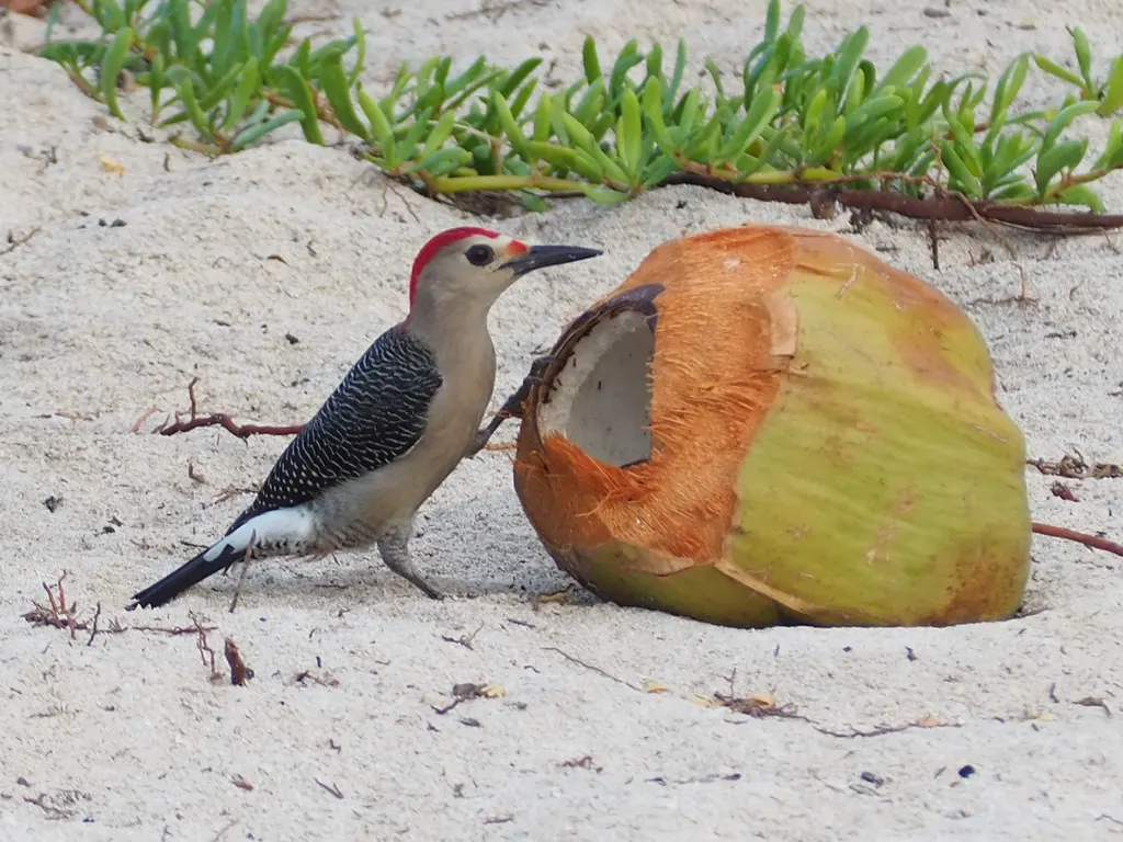金额啄木鸟(Melanerpes aurifrons)
