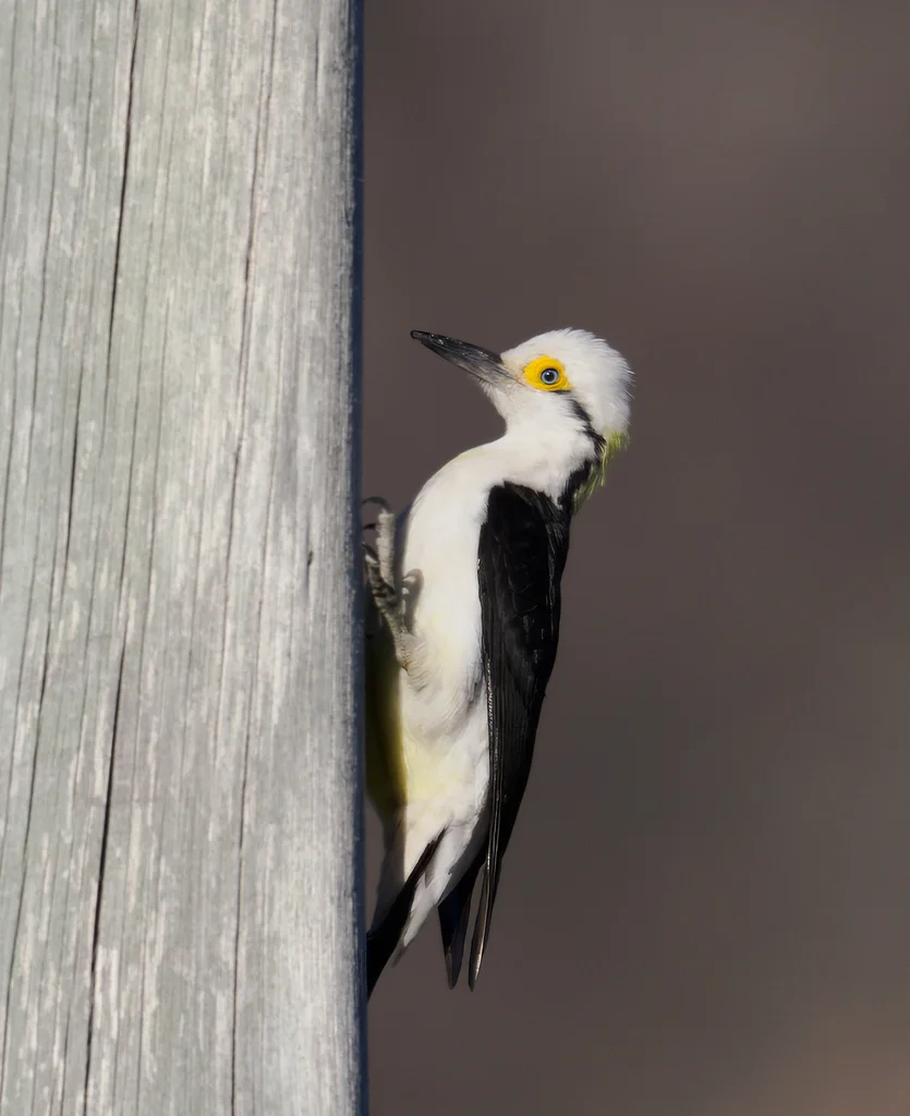 白啄木鸟(Melanerpes candidus)