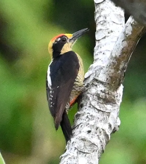 金枕啄木鸟(Melanerpes chrysauchen)