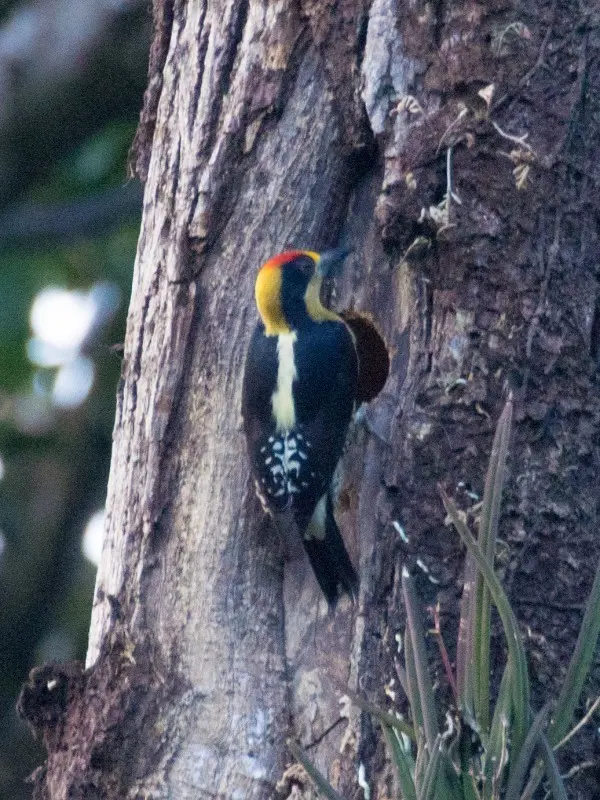 金枕啄木鸟(Melanerpes chrysauchen)