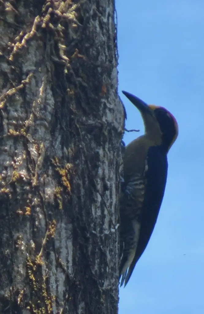 金枕啄木鸟(Melanerpes chrysauchen)