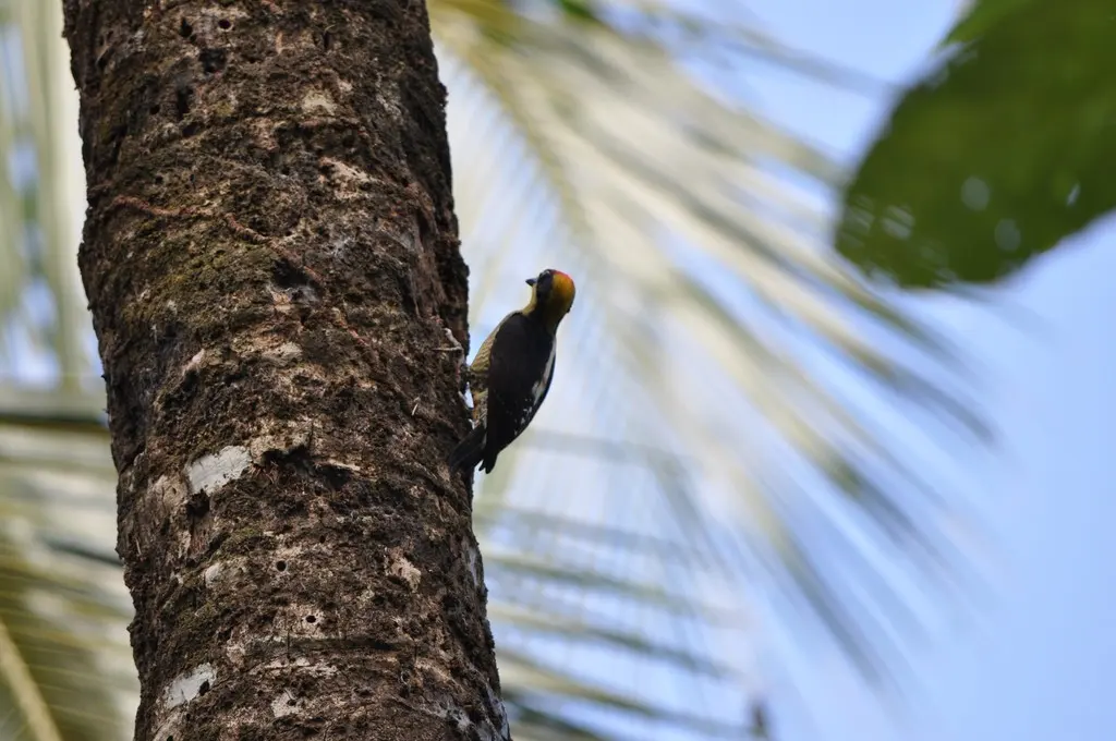 金枕啄木鸟(Melanerpes chrysauchen)