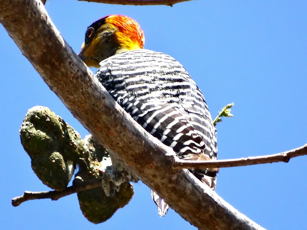 金颊啄木鸟(Melanerpes chrysogenys)