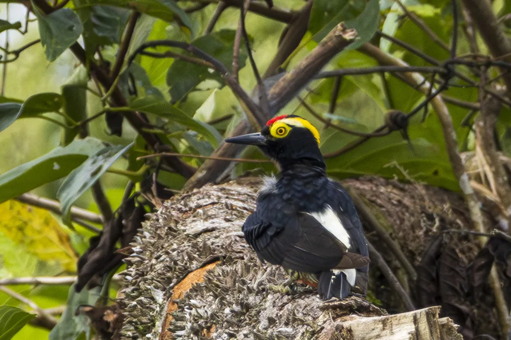 黄须啄木鸟(Melanerpes cruentatus)