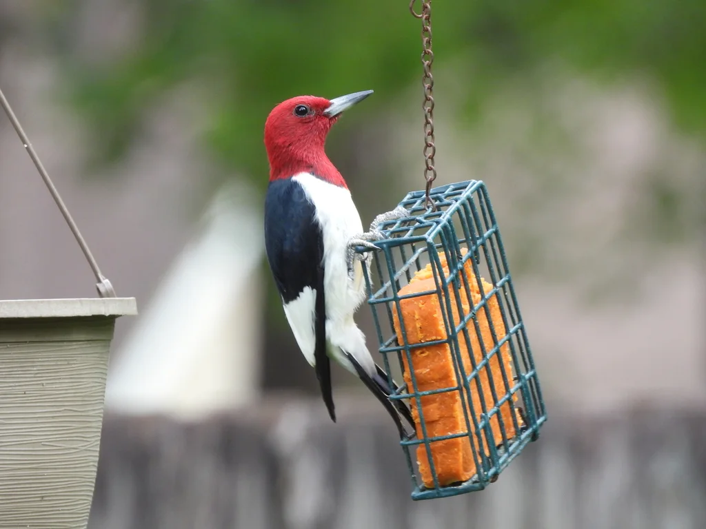 红头啄木鸟（Melanerpes erythrocephalus）