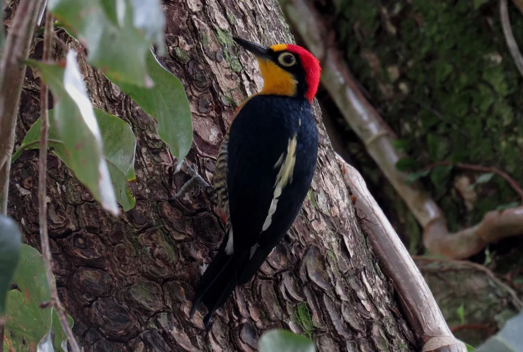 黄额啄木鸟(Melanerpes flavifrons)